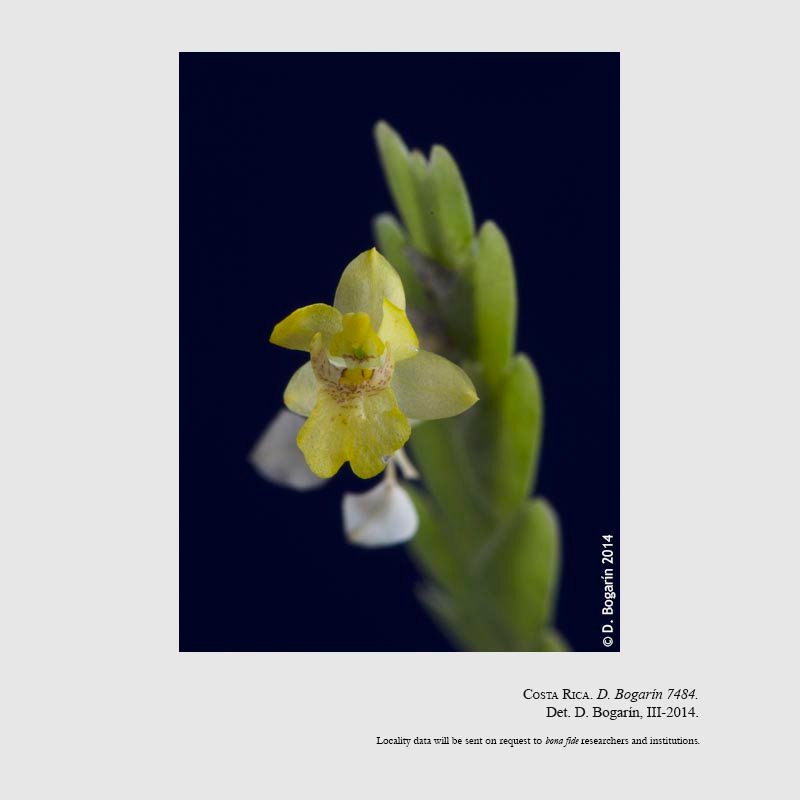 Lockhartia micrantha